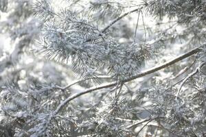 Pattern of pine branches with snow photo