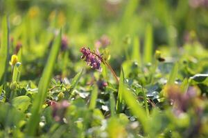 Small violet flowers of corydalis in green grass photo
