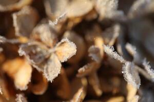 Dry hydrangea flowers with snow close up photo