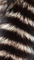 Detailed Close-Up of Black and White Striped Fur Showing Texture and Pattern During Daylight photo