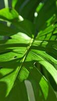 Vibrant Green Monstera Leaf Illuminated by Sunlight in a Tropical Setting Showcasing Intricate Leaf Structure and Shadow Patterns photo