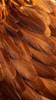 Close-up View of Rich Brown Feathers Showcasing Intricate Textures and Patterns on a Bird's Plumage photo