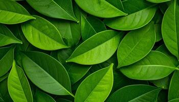 Leafy Green Arrangement Showcasing Various Shades of Foliage in a Natural Setting During Daylight photo