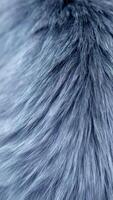 Fur Texture Highlighting Soft, Luxurious Strands in a Subtle Grey Hue During Daylight photo