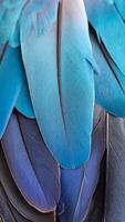 Colorful Feathers Showcasing Vibrant Hues of Blue and Purple in Intricate Patterns and Textures From a Bird in a Natural Setting photo