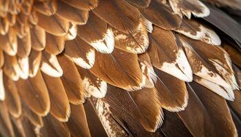 Detailed View of Feathers Showcasing Patterns and Textures of a Bird in Its Natural Environment During Daylight photo