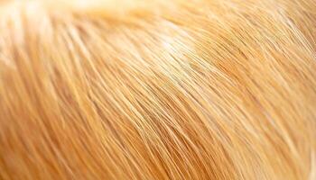 Detailed Close-Up View of Golden Fur Showcasing Smooth Texture and Vibrant Color Under Natural Light in a Cozy Indoor Setting photo