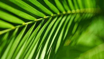 Close-up View of Vibrant Green Palm Leaves Basking in Sunlight During a Tropical Afternoon in a Lush Garden photo