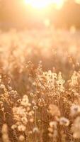 Golden Sunlight Illuminates a Field of Wildflowers at Sunset, Creating a Serene and Magical Atmosphere photo