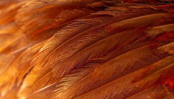 Capture of Intricate Feather Details Showcasing Rich Colors and Textures in Natural Light photo