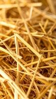 Golden Straw on a Sunny Afternoon Highlights the Abundant Harvest Season in a Rural Field, Creating a Warm and Natural Atmosphere photo