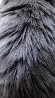 Close-up View of Textured Gray Fur on an Animal's Back Captured in Natural Light photo