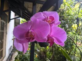 close-up of a beautiful pink orchid in full bloom photo