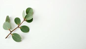 Bright Flat Lay of Green Leaf for Print Use photo