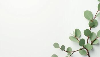 Vertical Leaf Composition on White Background photo