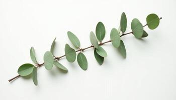 Simple Botanical Accent for Layout Mockups photo