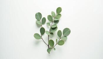 Curved Leafy Twig on White Studio Surface photo
