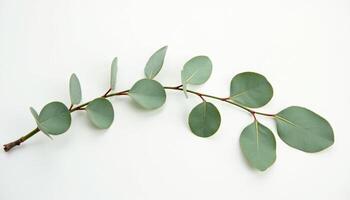 Simple Leaf Branch with Clean Aesthetic photo