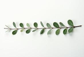 Isolated Botanical Twig for Product Mockup Use photo
