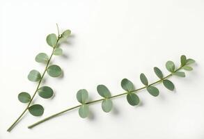 Fresh Greenery Top View for Print or Web Design photo