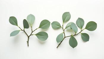 Flat Lay of Round Green Leaf on Clean Background photo
