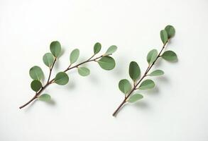Fresh Green Twig Curved in Soft Arch Style photo