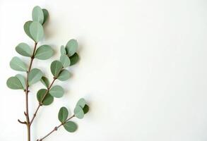 Flat Lay Botanical Branch with Green Rounded Leaves photo