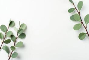 Multiple Eucalyptus Branches for Flat Design photo