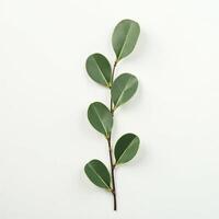 Top View Green Stem with Round Leaf Pattern photo