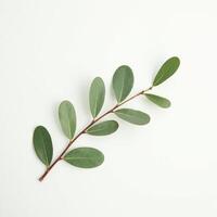 Botanical Element for Natural Aesthetic Projects photo