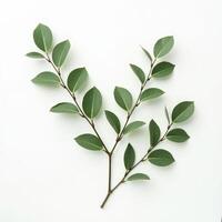 Minimal Botanical Greenery for Eco Design photo