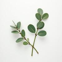 Organic Leaf Composition for Nature Branding photo