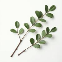 Minimal Botanical Leaf Composition photo