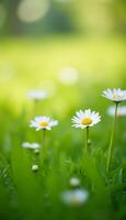 Field of wild daisies captured from side view perspective. photo