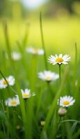 Small white daisies in sunny meadow with shallow depth of field. photo