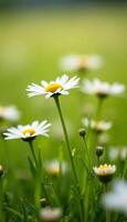 White daisies in sunlit field, blurred background with greenery. photo