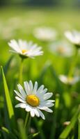 Close-up of daisy flower in natural meadow with bright soft light. photo