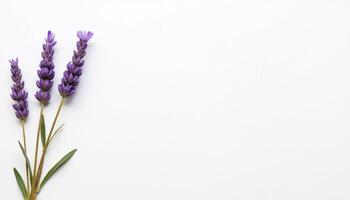 Diagonal lavender bouquet with top view perspective. photo