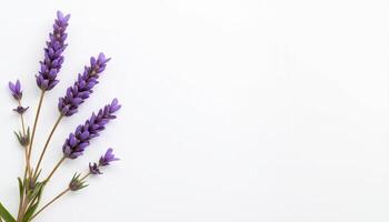 Artistic lavender pairing in tilted flat lay style. photo