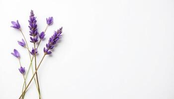 Crossed lavender stems with gentle curve and soft light. photo
