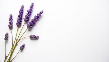 Five lavender sprigs arranged in line with equal spacing. photo
