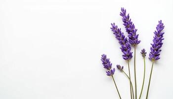 Scattered lavender flowers with falling petals on white desk. photo