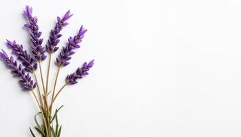Side arrangement of lavender bouquet with soft shadows. photo