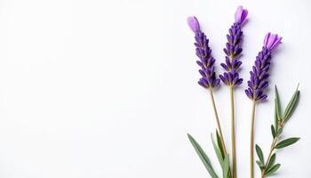 Fresh lavender bouquet in upright bundle with leaves. photo
