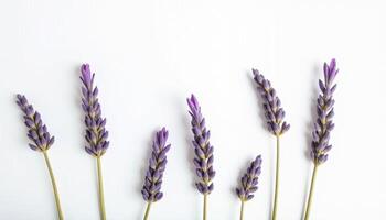 Three lavender sprigs side by side on plain white surface. photo