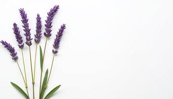 Soft bunch of lavender in diagonal composition with green leaves. photo