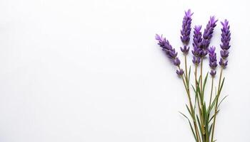 Fresh bouquet of lavender sprigs neatly grouped on white background. photo