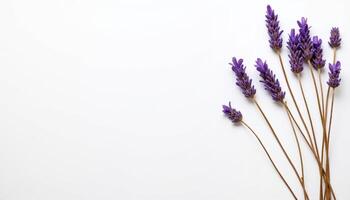 Lavender stems fanned out in simple floral arrangement. photo