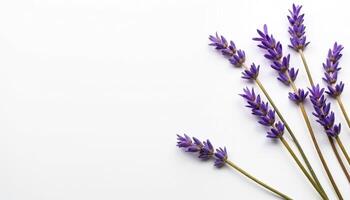 Diagonal bouquet of lavender sprigs with soft shadow on white desk. photo
