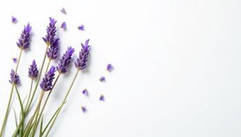 Lavender flowers scattered in natural composition with petals falling. photo